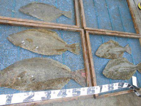 大進丸（愛知） 釣果