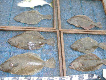 大進丸（愛知） 釣果