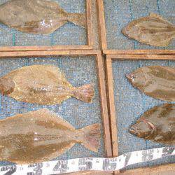 大進丸（愛知） 釣果