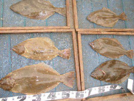 大進丸（愛知） 釣果