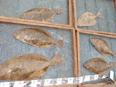 大進丸（愛知） 釣果