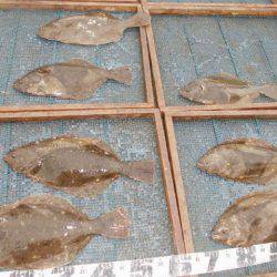 大進丸（愛知） 釣果