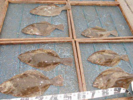 大進丸（愛知） 釣果