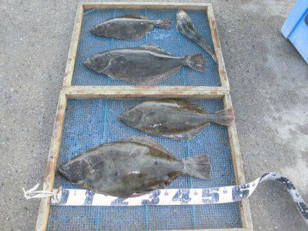 大進丸（愛知） 釣果