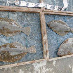 大進丸（愛知） 釣果