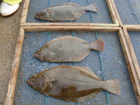 大進丸（愛知） 釣果