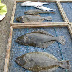 大進丸（愛知） 釣果