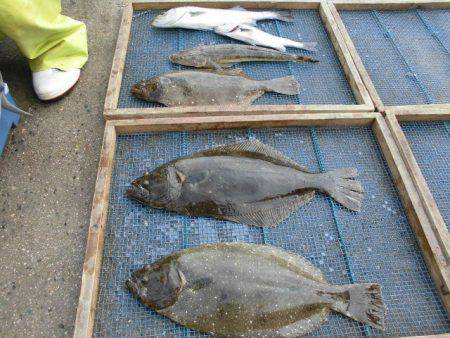 大進丸（愛知） 釣果