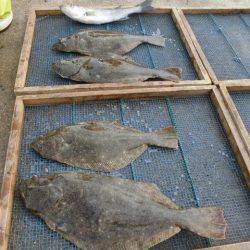 大進丸（愛知） 釣果