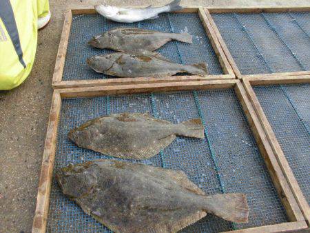 大進丸（愛知） 釣果