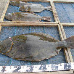 大進丸（愛知） 釣果