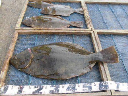 大進丸（愛知） 釣果