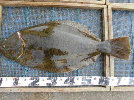 大進丸（愛知） 釣果