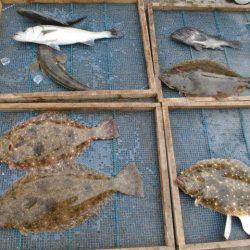 大進丸（愛知） 釣果