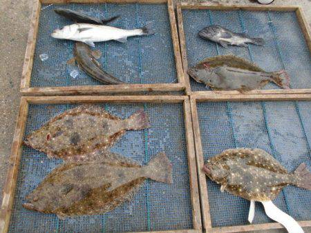 大進丸（愛知） 釣果