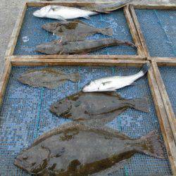 大進丸（愛知） 釣果