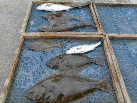 大進丸（愛知） 釣果