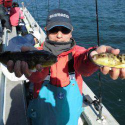 大進丸（愛知） 釣果