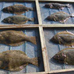 大進丸（愛知） 釣果