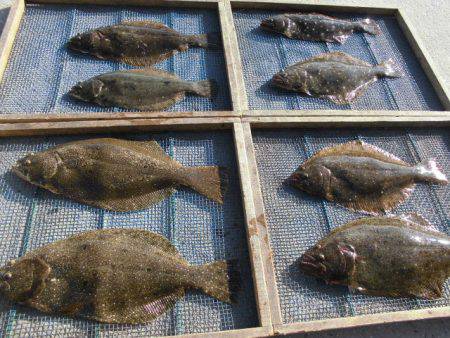 大進丸（愛知） 釣果