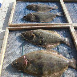 大進丸（愛知） 釣果