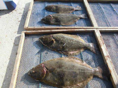 大進丸（愛知） 釣果