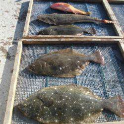 大進丸（愛知） 釣果