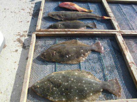 大進丸（愛知） 釣果