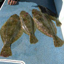 大進丸（愛知） 釣果