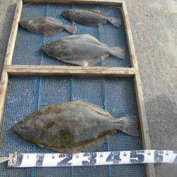 大進丸（愛知） 釣果