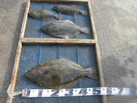 大進丸（愛知） 釣果