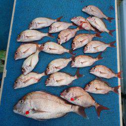 十八宝洋丸 釣果