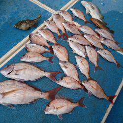 十八宝洋丸 釣果