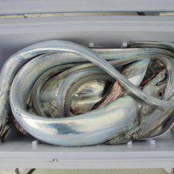 ＨＡＲＵＫＡ丸　はるかまる 釣果