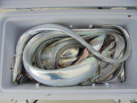 ＨＡＲＵＫＡ丸　はるかまる 釣果