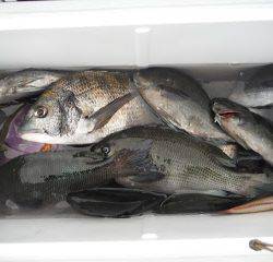 バラモン1号 釣果