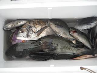 バラモン1号 釣果