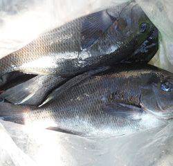 バラモン1号 釣果