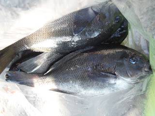 バラモン1号 釣果