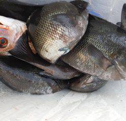 バラモン1号 釣果