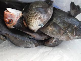 バラモン1号 釣果