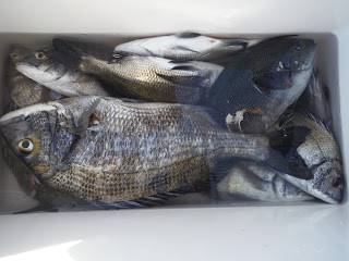 バラモン1号 釣果