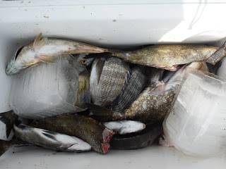 バラモン1号 釣果