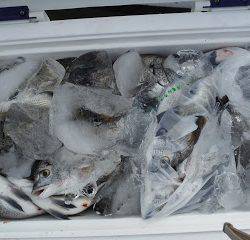 バラモン1号 釣果