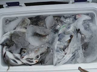 バラモン1号 釣果