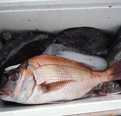 バラモン1号 釣果