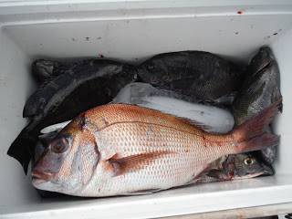 バラモン1号 釣果