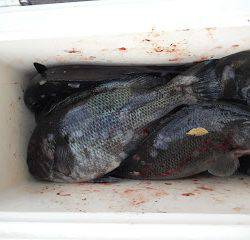 バラモン1号 釣果