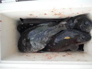 バラモン1号 釣果