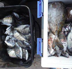 バラモン1号 釣果